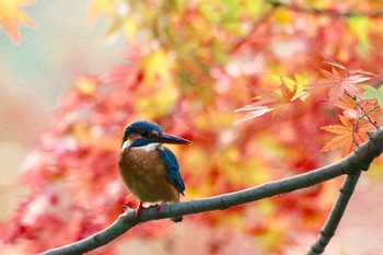 カワセミ 場所が不明 2017年11月17日(金)