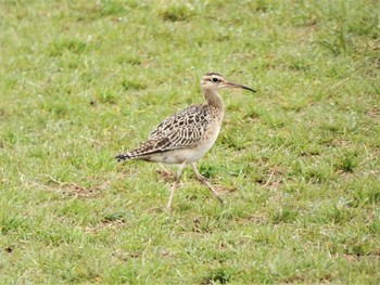 2022年4月18日(月) 酒匂川河口の野鳥観察記録