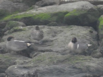 2022年4月18日(月) 葛西臨海公園の野鳥観察記録