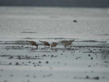 2022年4月18日(月) ふなばし三番瀬海浜公園の野鳥観察記録