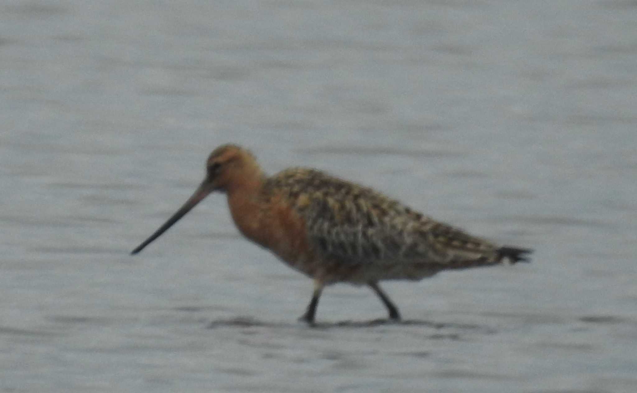 ふなばし三番瀬海浜公園 オオソリハシシギの写真 by つきお