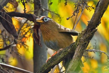 ガビチョウ 青葉山公園 2022年4月18日(月)