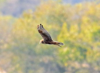 チュウヒ 栃木県 2017年11月19日(日)