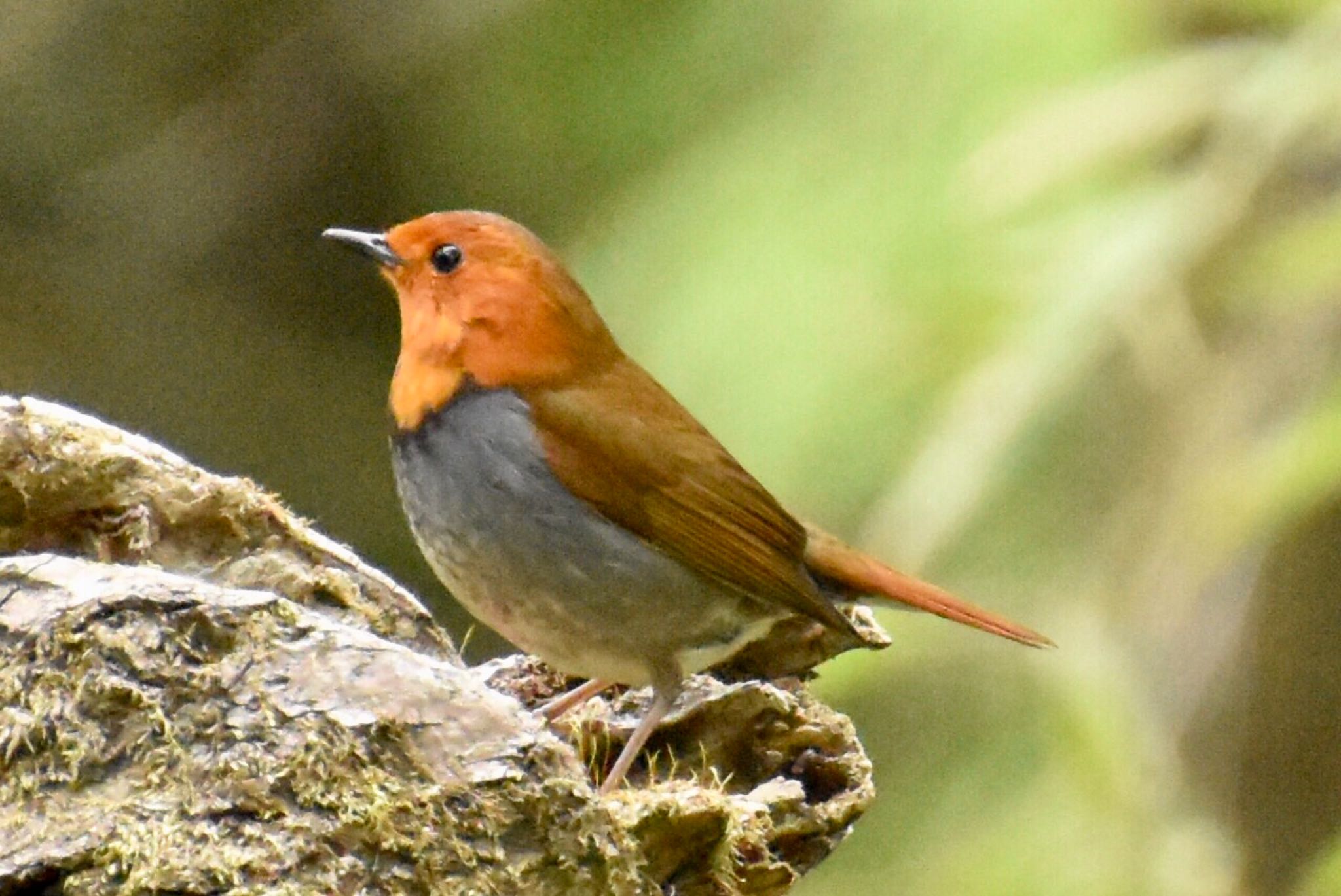 Japanese Robin