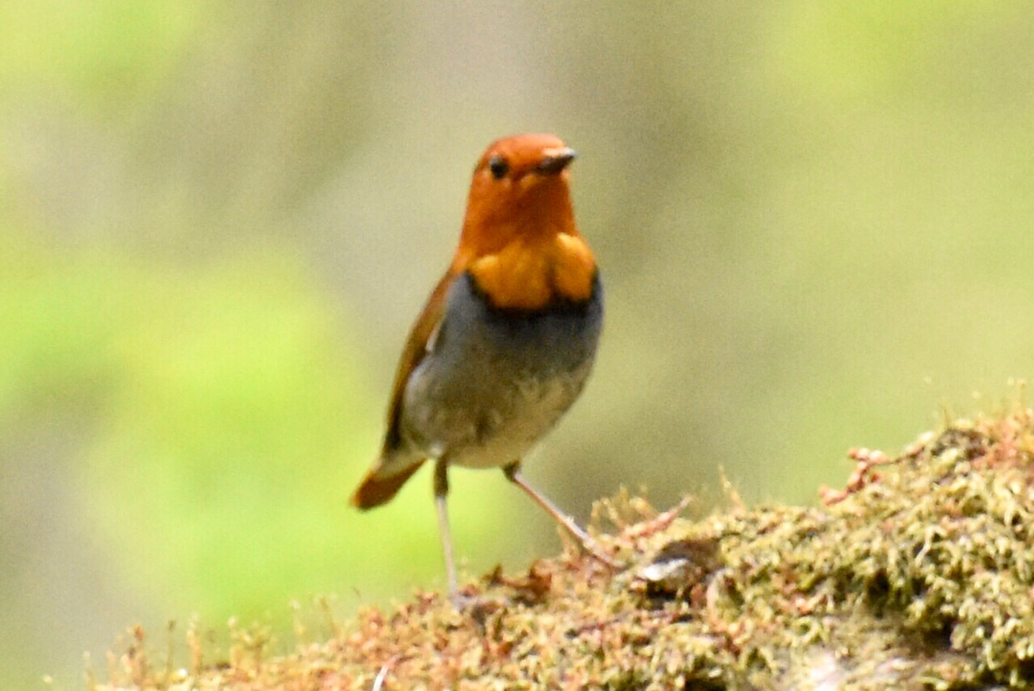 Japanese Robin