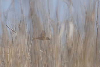 Marsh Grassbird 千葉県利根川 Wed, 4/6/2022