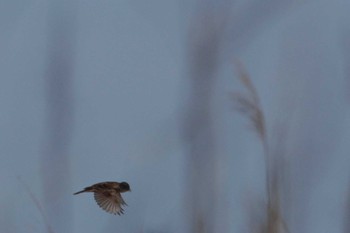 Marsh Grassbird 千葉県利根川 Wed, 4/6/2022