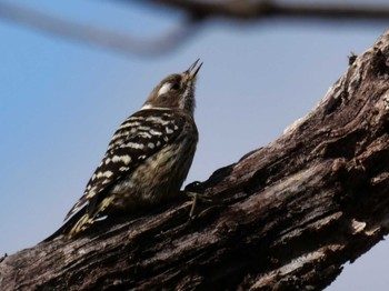 Japanese Pygmy Woodpecker 皆野町 Tue, 4/5/2022