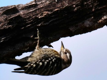 Japanese Pygmy Woodpecker 皆野町 Tue, 4/5/2022