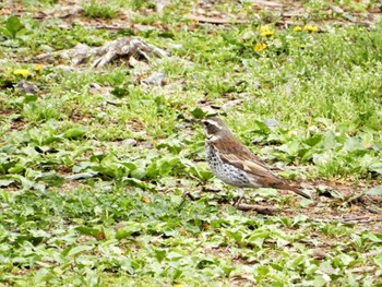 Mon, 4/18/2022 Birding report at Hibiya Park