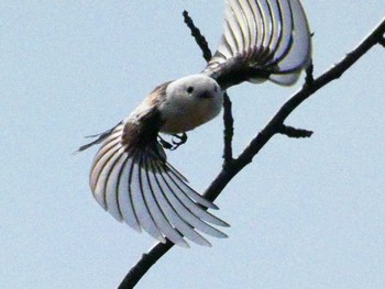 Long-tailed tit(japonicus) 旭山公園 Fri, 4/15/2022