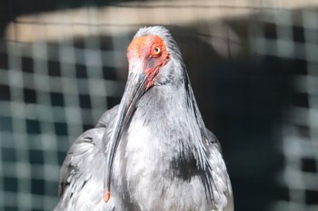 Crested Ibis トキと自然の学習館 Sun, 4/17/2022