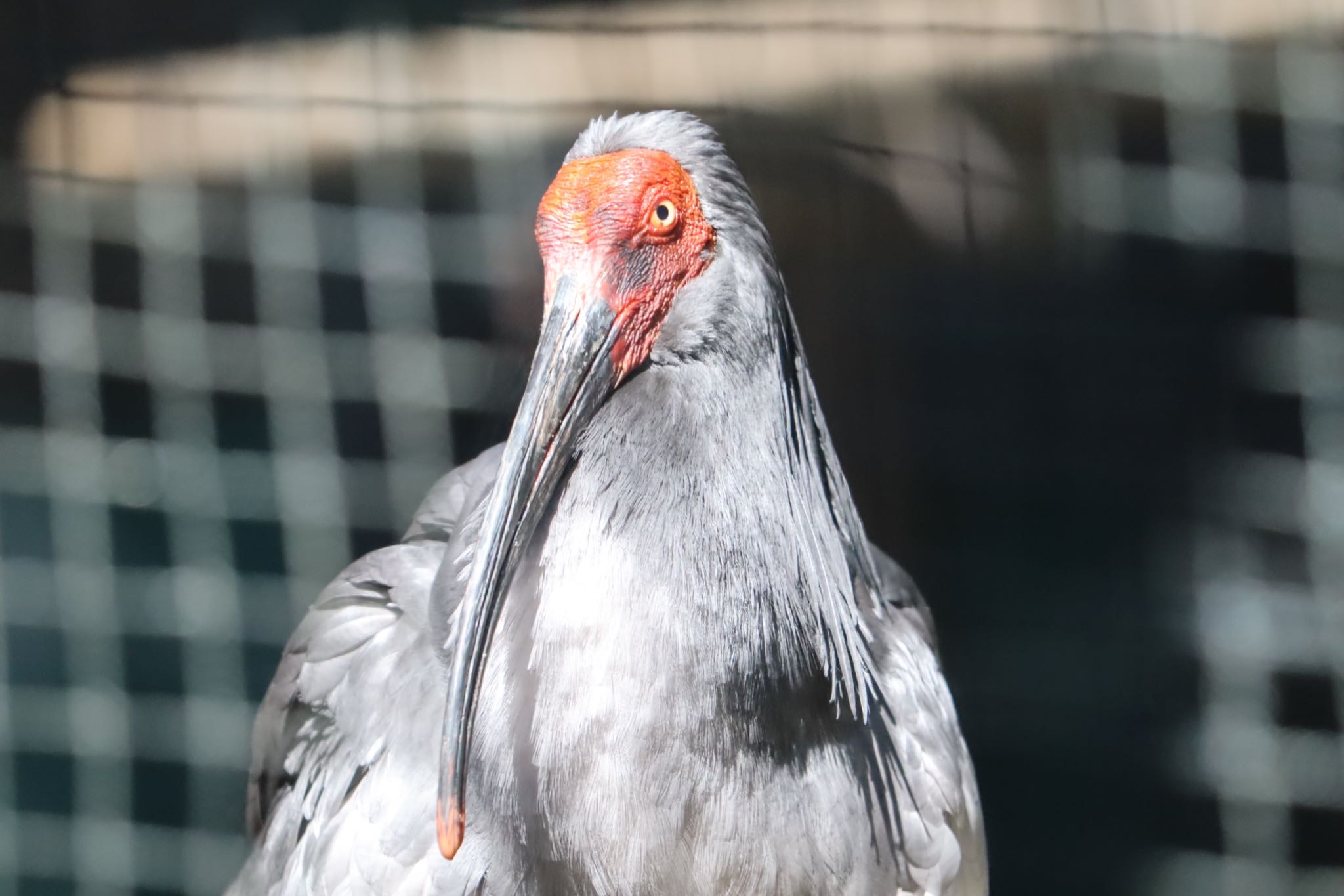 Photo of Crested Ibis at トキと自然の学習館 by yutaka_oma