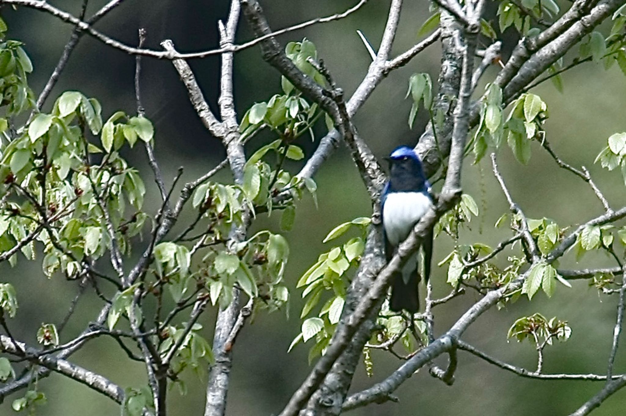 Photo of Blue-and-white Flycatcher at  by ささりん