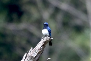 Blue-and-white Flycatcher Unknown Spots Tue, 4/19/2022