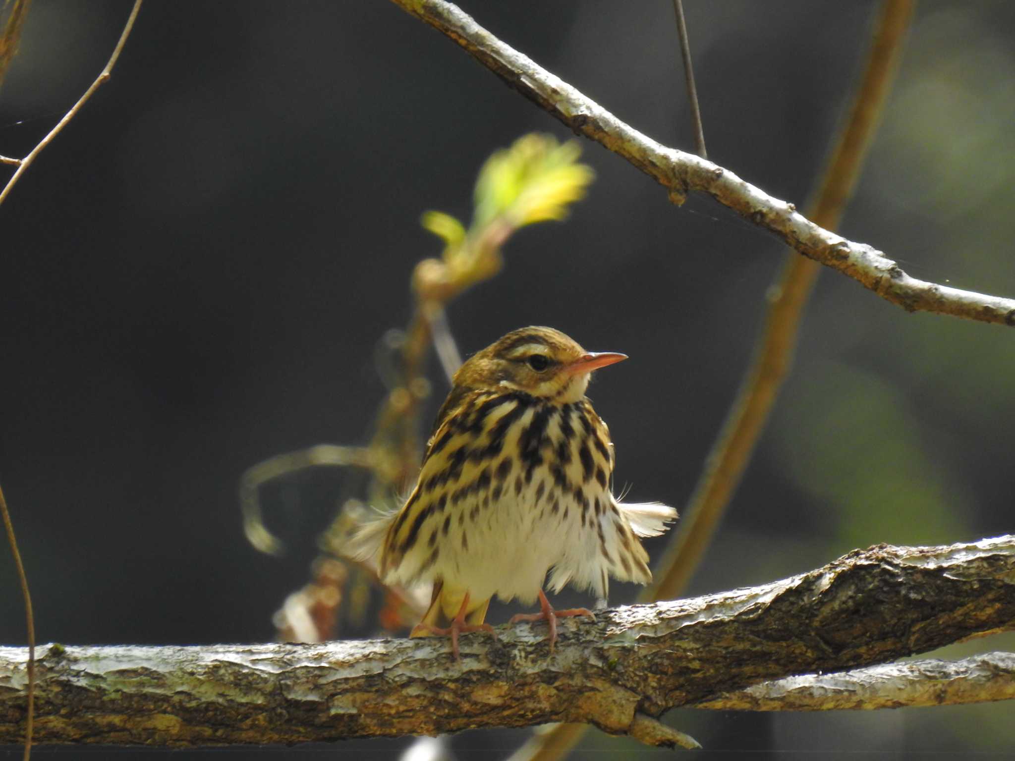 Olive-backed Pipit