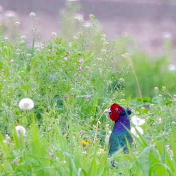 キジ 秋ヶ瀬公園付近 2022年4月18日(月)