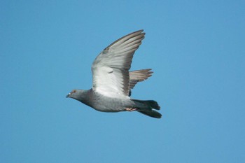 カワラバト 兵庫県明石市 2017年11月16日(木)