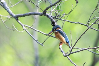 カワセミ 石神井公園 2022年4月19日(火)