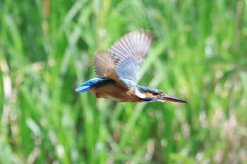 カワセミ 石神井公園 2022年4月19日(火)