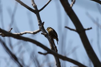 Tue, 4/19/2022 Birding report at 茨戸川緑地