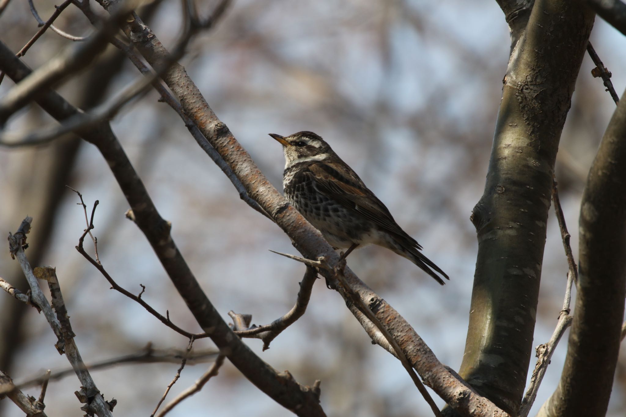 Photo of Dusky Thrush at 茨戸川緑地 by will 73