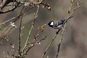 シジュウカラ 自宅庭 2022年4月19日(火)