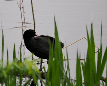 2022年4月18日(月) 境川遊水地公園の野鳥観察記録