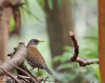 Tue, 4/19/2022 Birding report at 泉の森公園