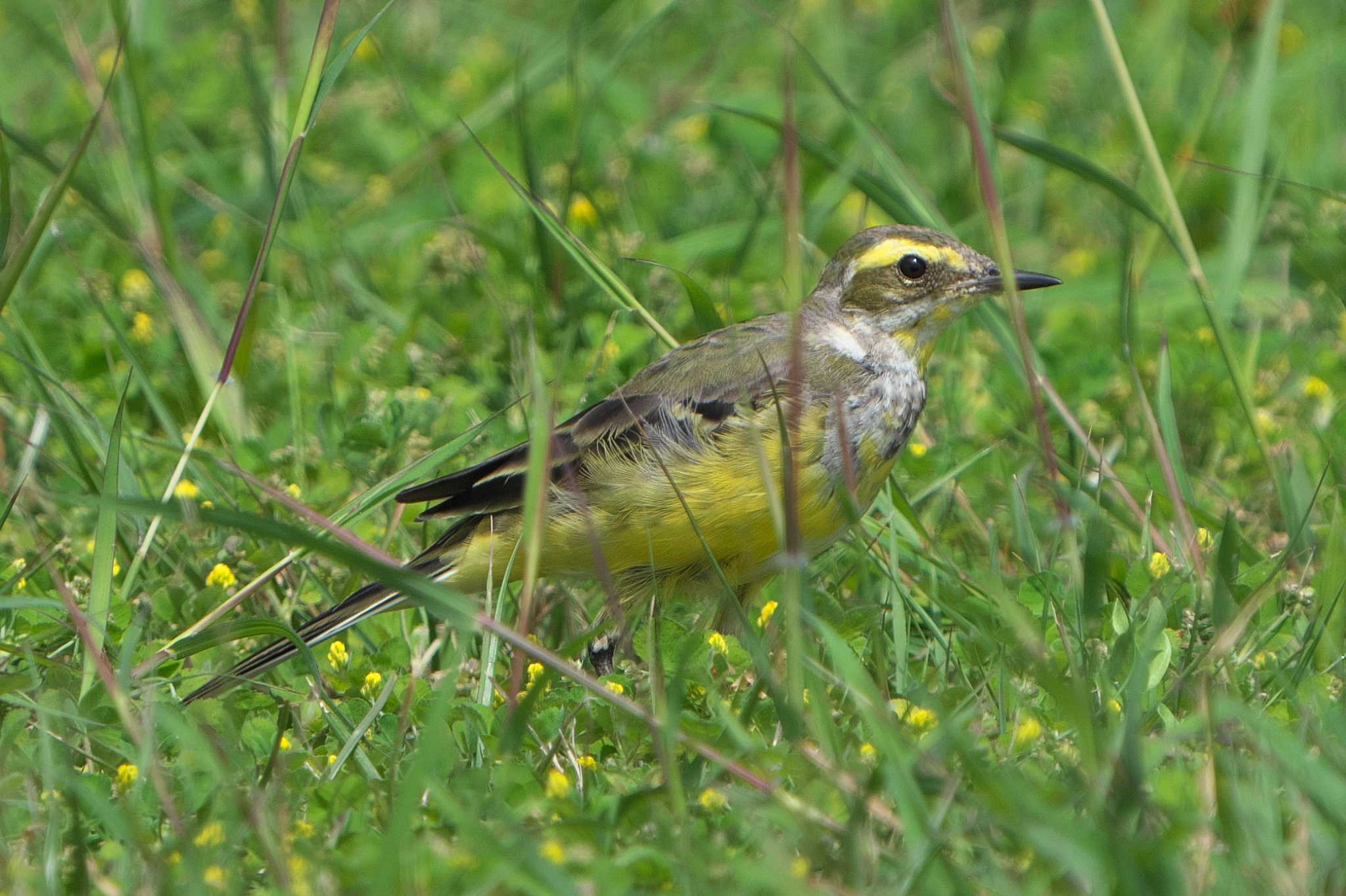 Eastern Yellow Wagtail