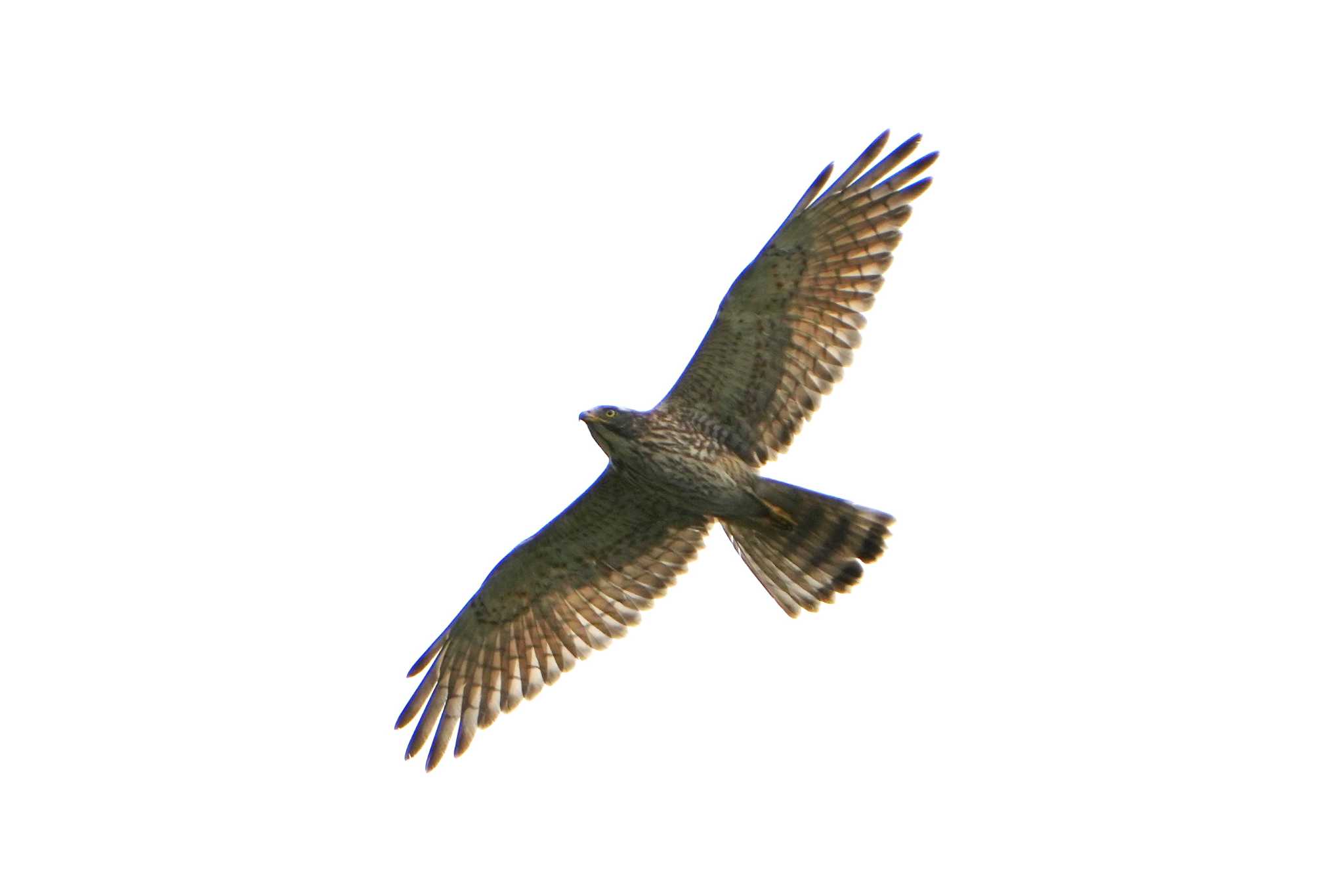 Grey-faced Buzzard