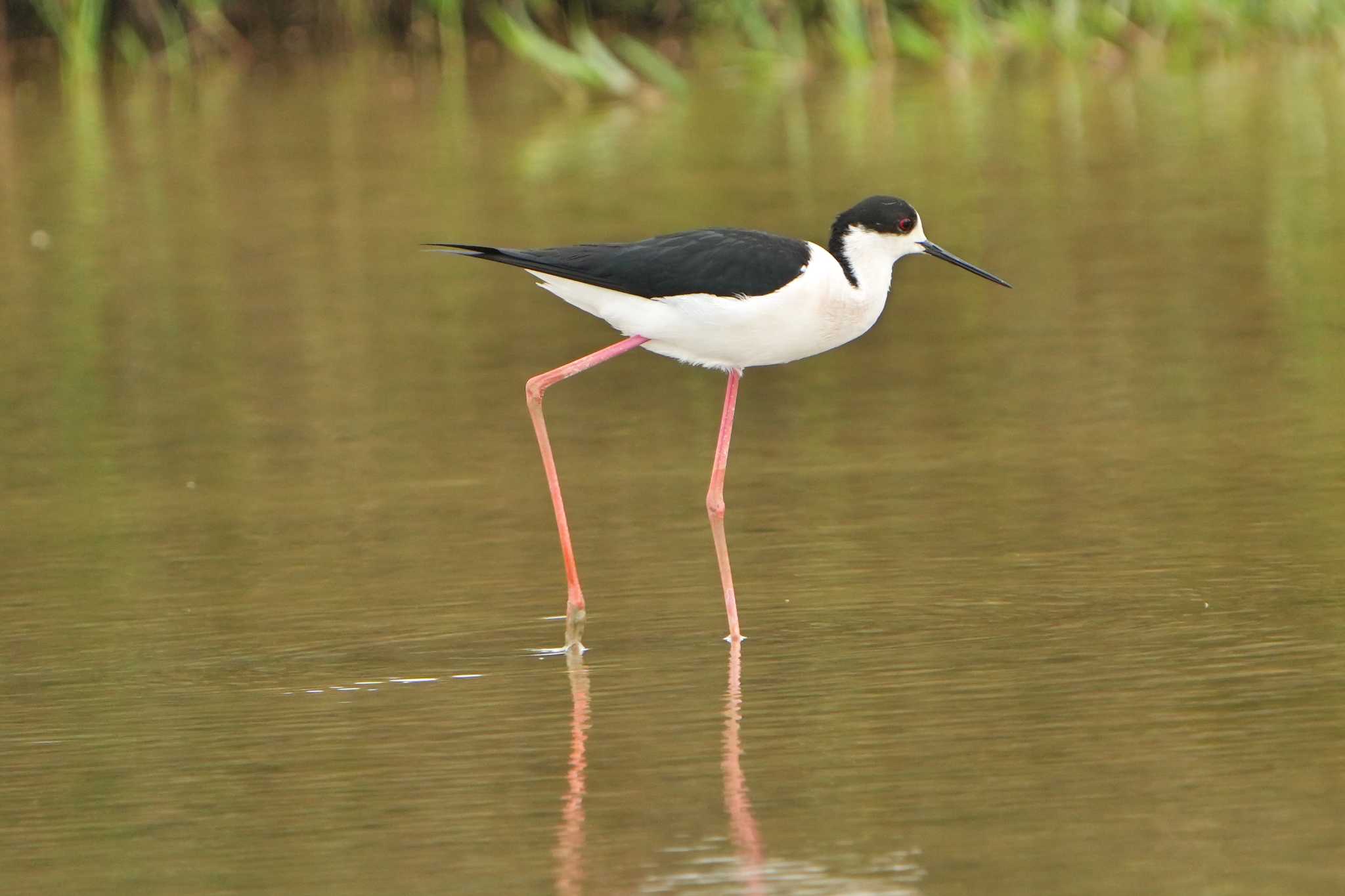 Black-winged Stilt