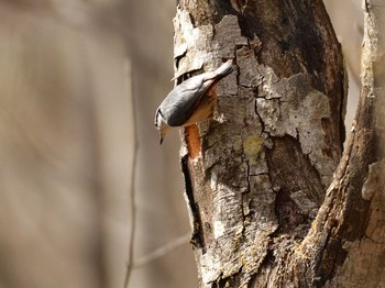 Eurasian Nuthatch Hinohara Tomin no mori Sat, 4/16/2022