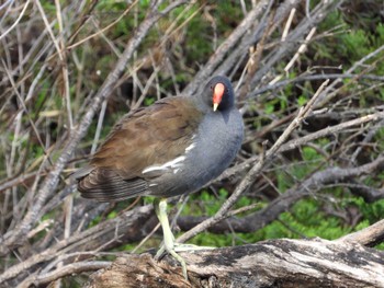 2022年4月16日(土) 見沼自然公園の野鳥観察記録