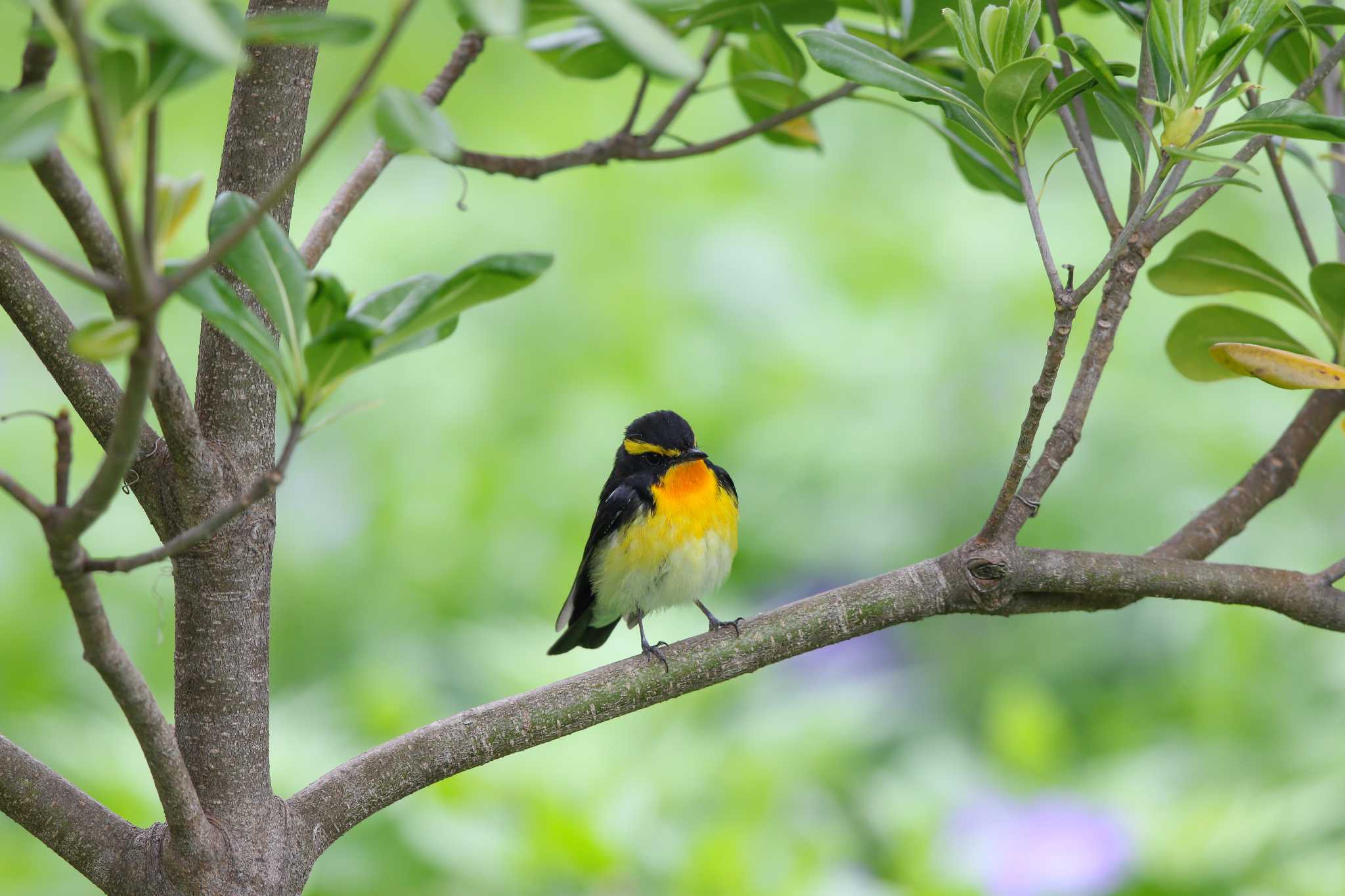 フィリピン野鳥観察に一緒に行く人を募集しています by Trio