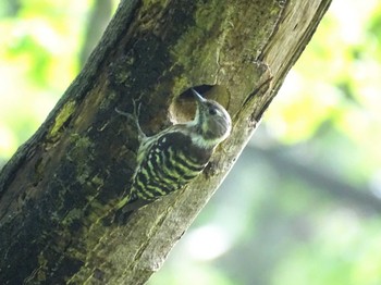 2022年4月19日(火) 舞岡公園の野鳥観察記録