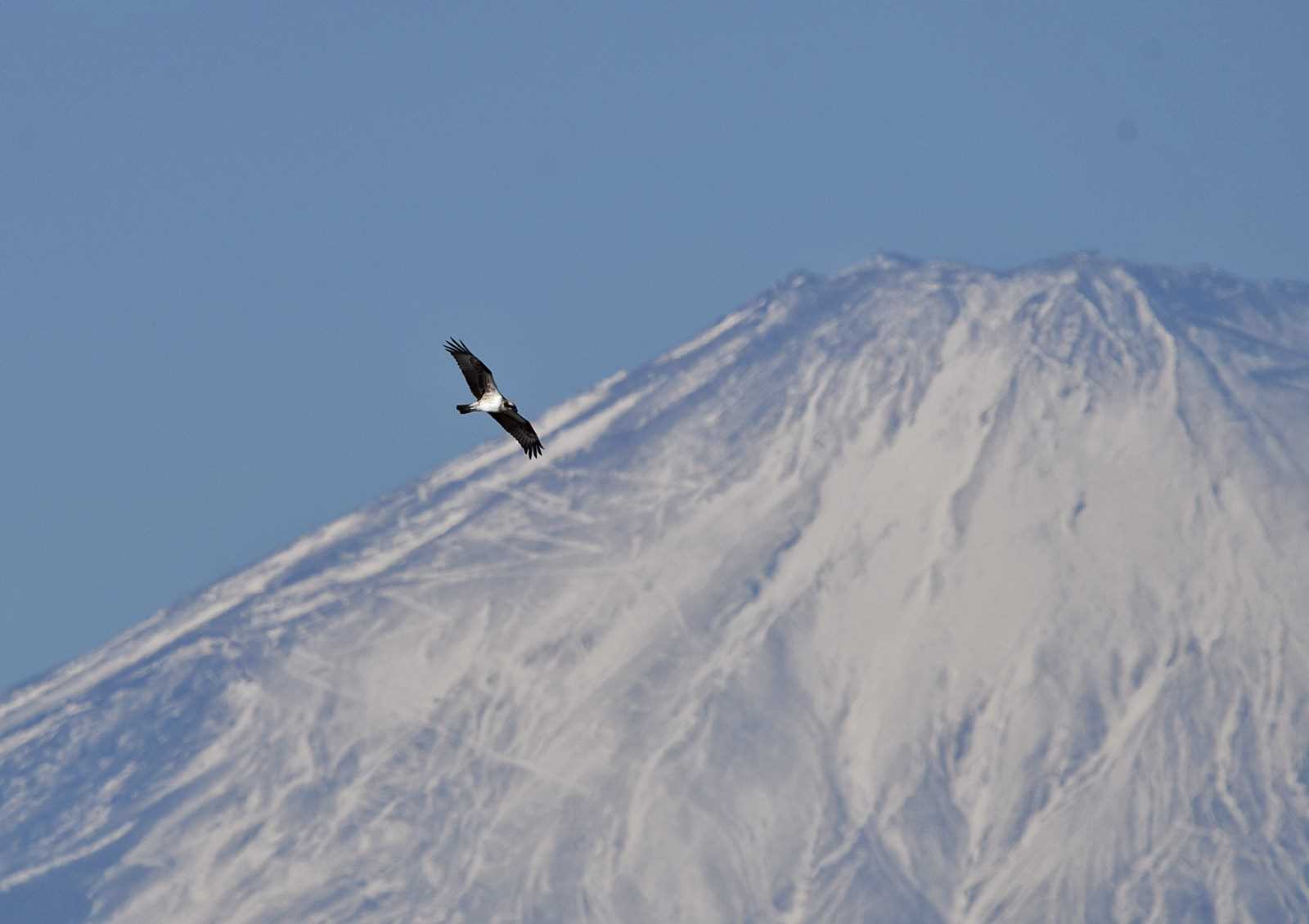 今日は富士山がきれいでした by くまのみ