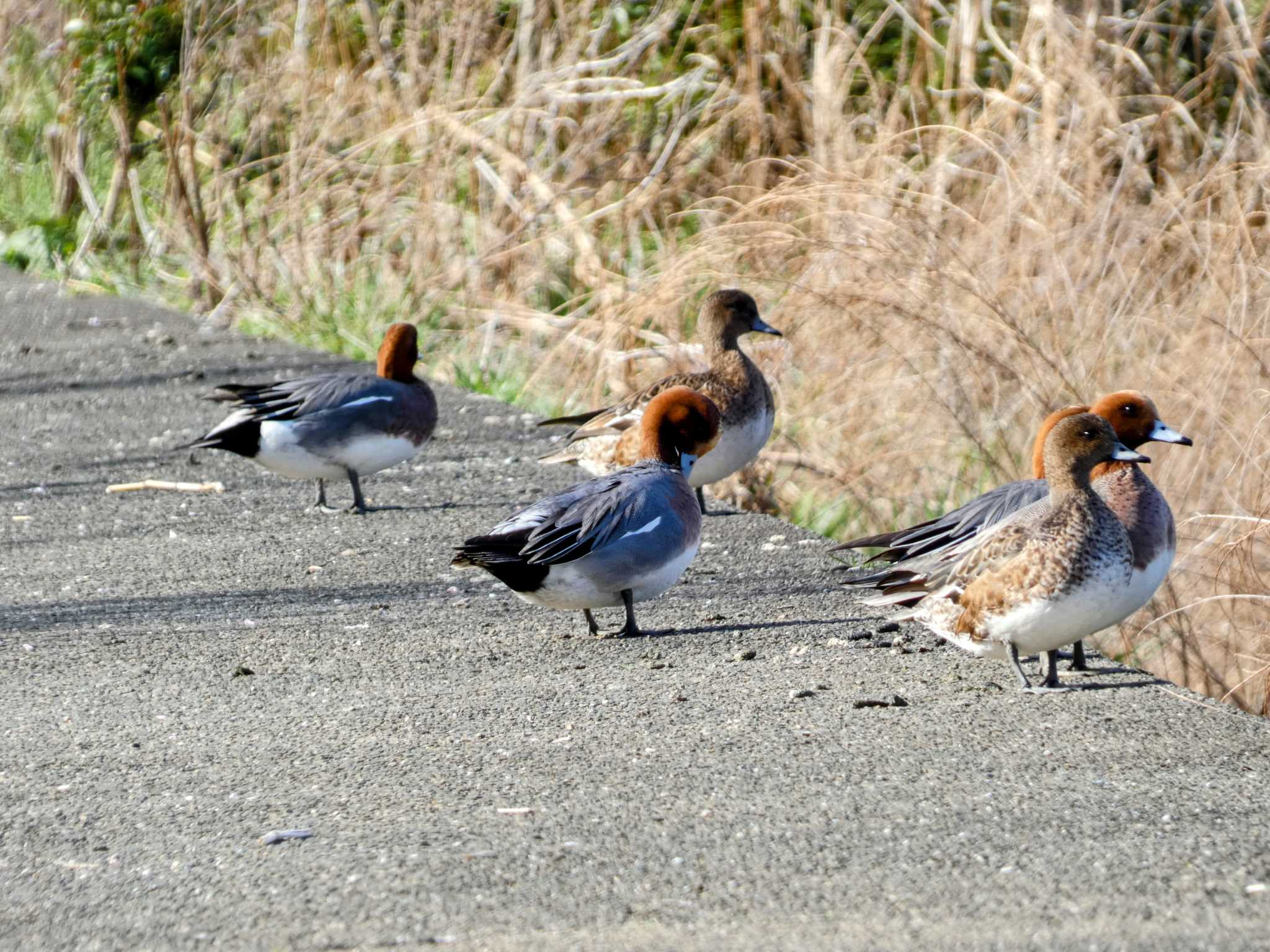 鶴見川 ヒドリガモの写真