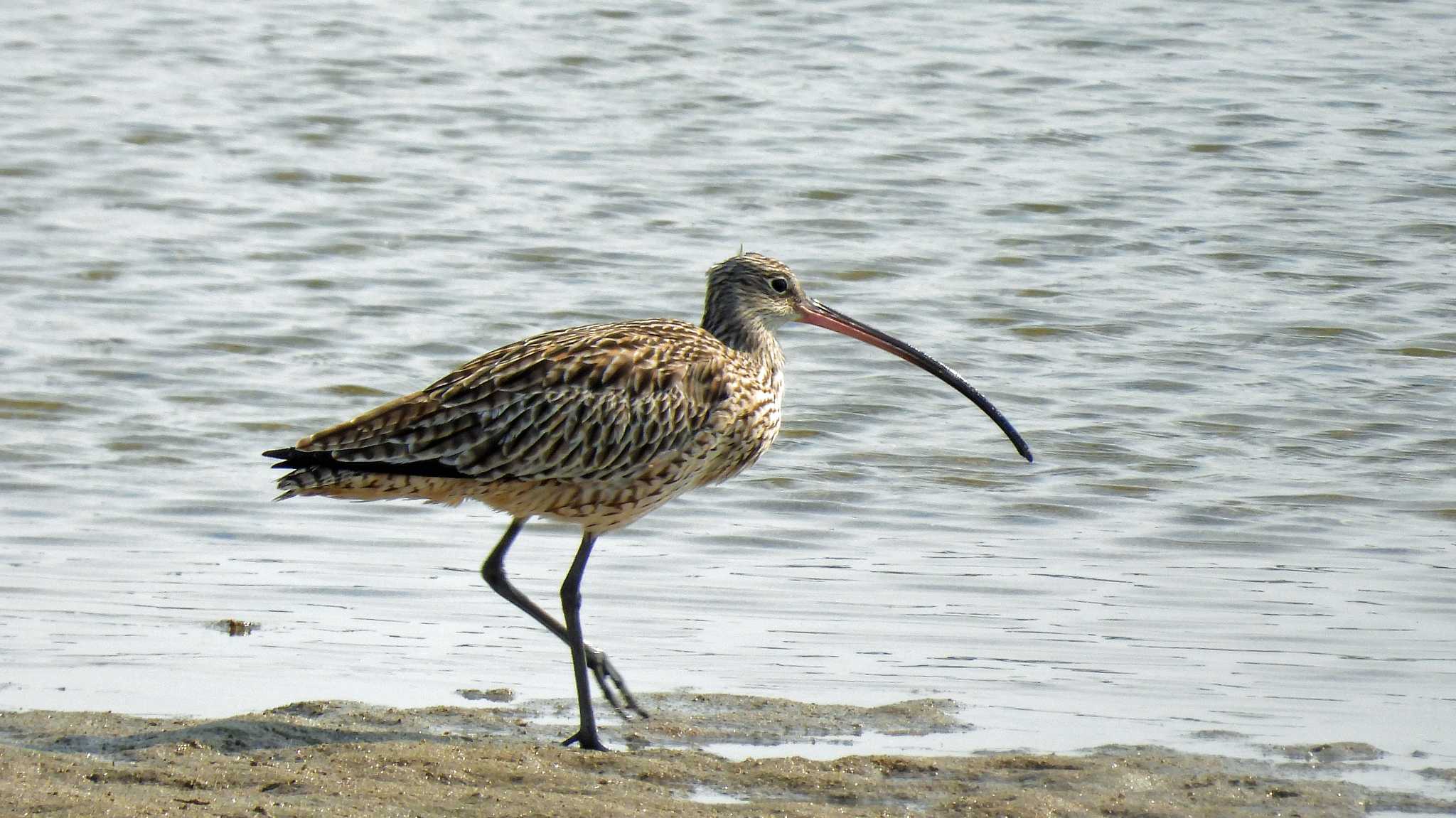 甲子園浜(兵庫県西宮市) ホウロクシギの写真