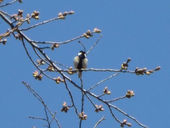 Japanese Tit 沼田公園(群馬県) Sat, 4/2/2022