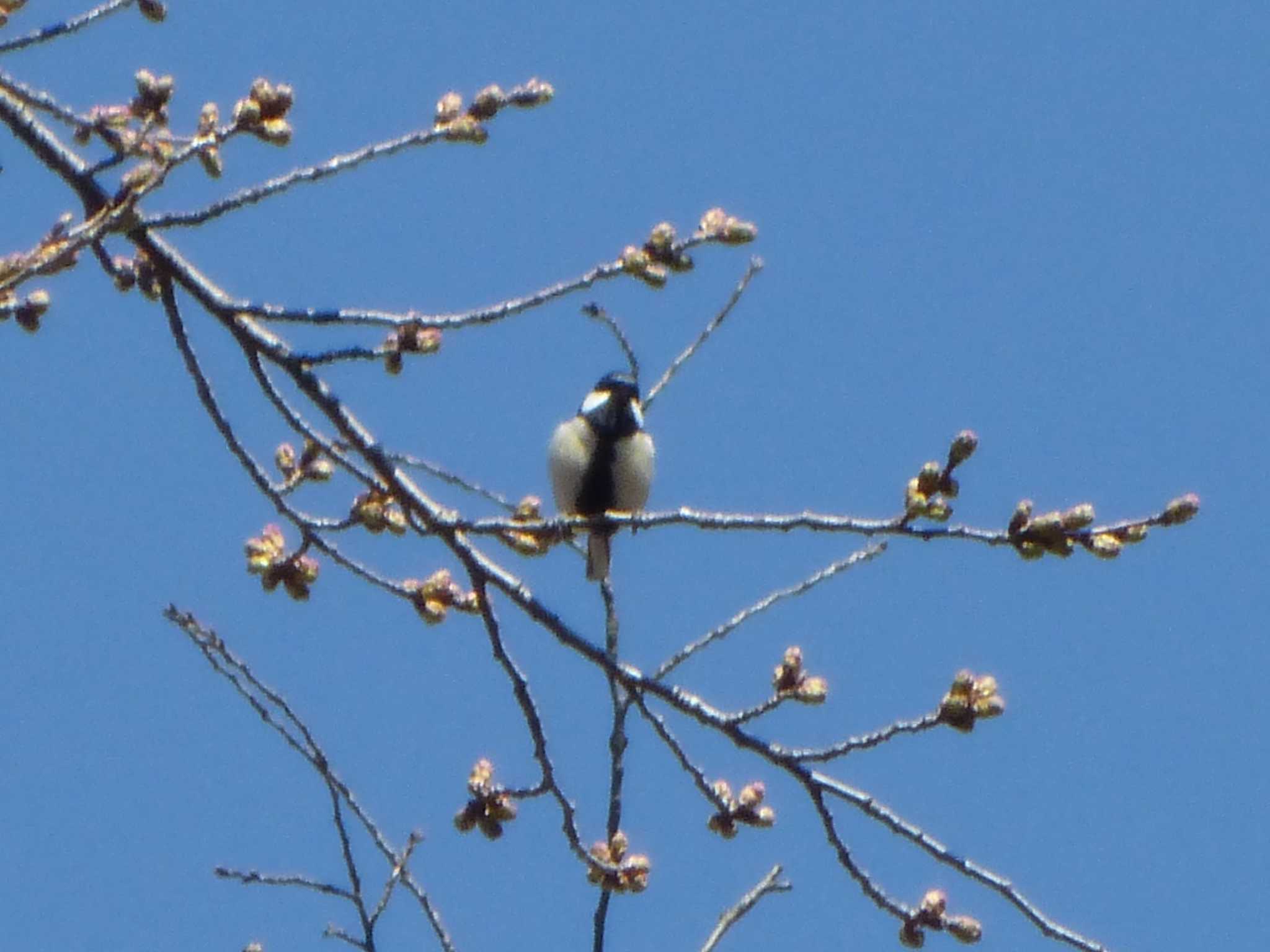 Photo of Japanese Tit at 沼田公園(群馬県) by Kamoshirenai