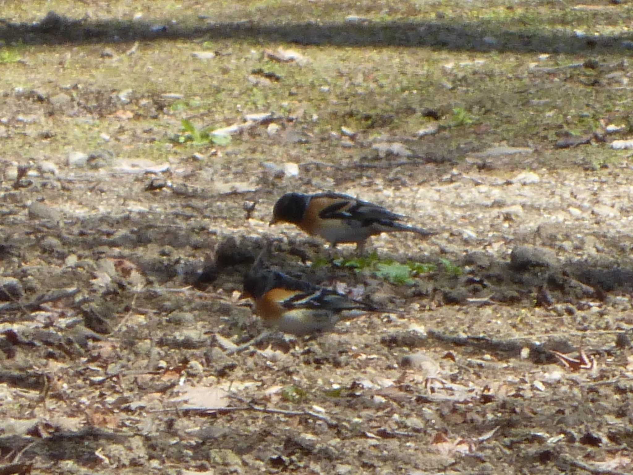 Photo of Brambling at 沼田公園(群馬県) by Kamoshirenai