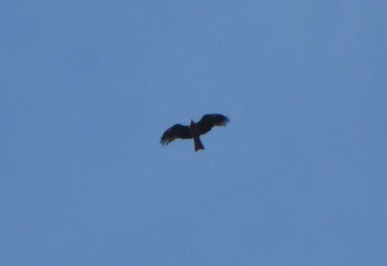 Black Kite 沼田公園(群馬県) Sat, 4/2/2022