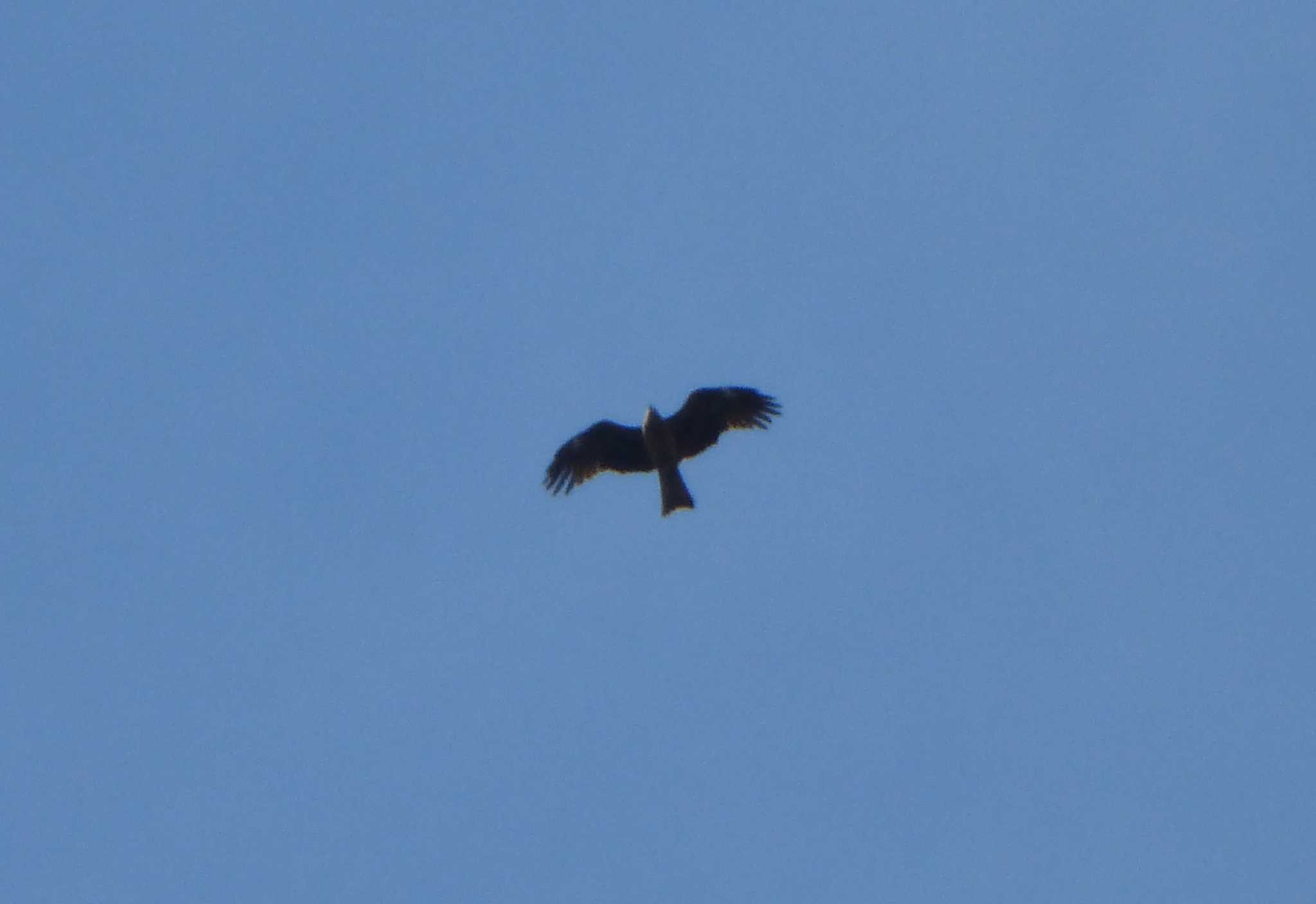 Photo of Black Kite at 沼田公園(群馬県) by Kamoshirenai