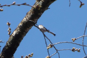 Long-tailed Tit 沼田公園(群馬県) Sat, 4/2/2022