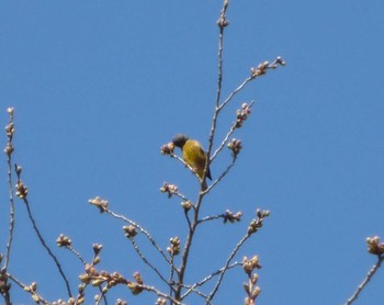 Grey-capped Greenfinch 沼田公園(群馬県) Sat, 4/2/2022