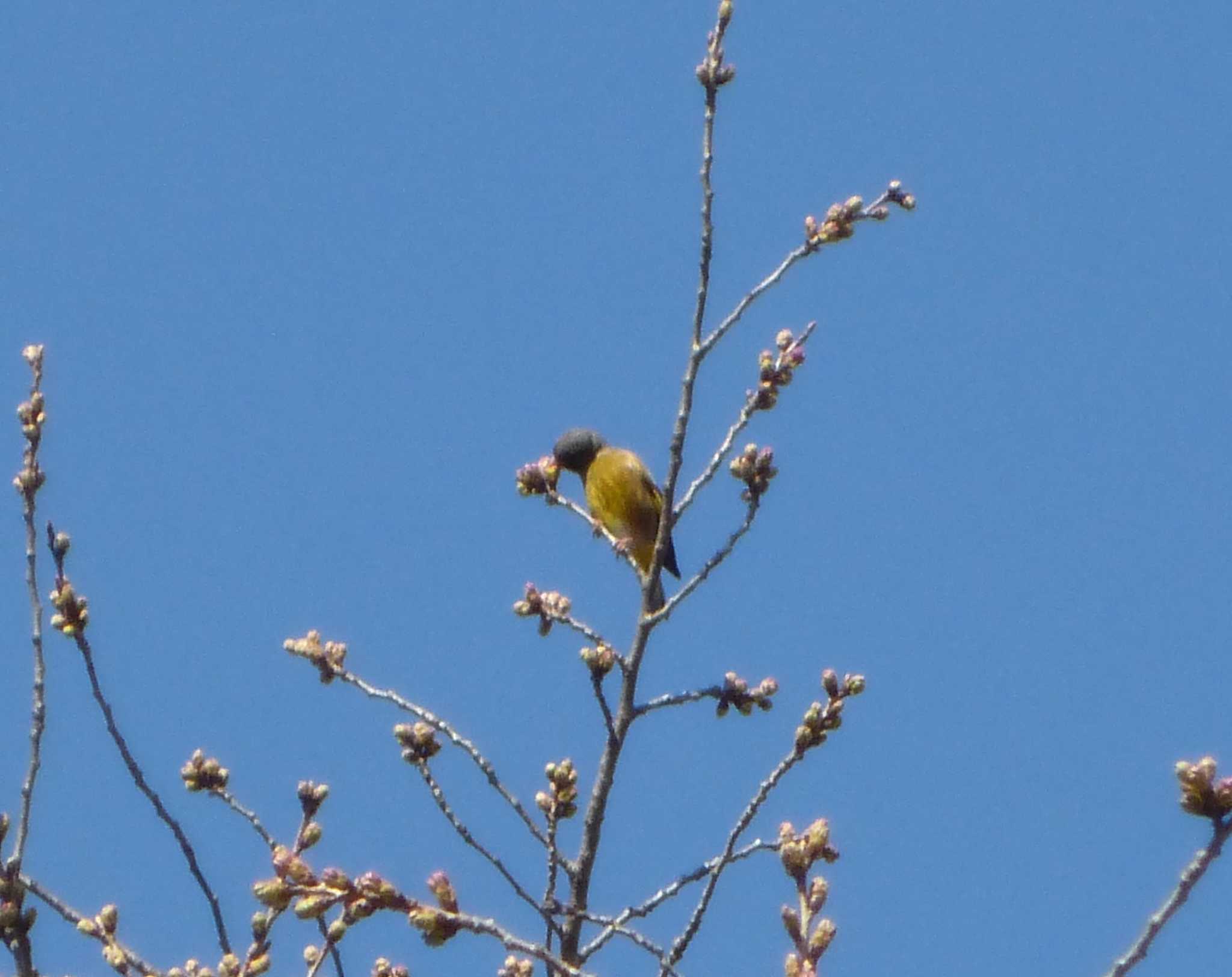 Grey-capped Greenfinch