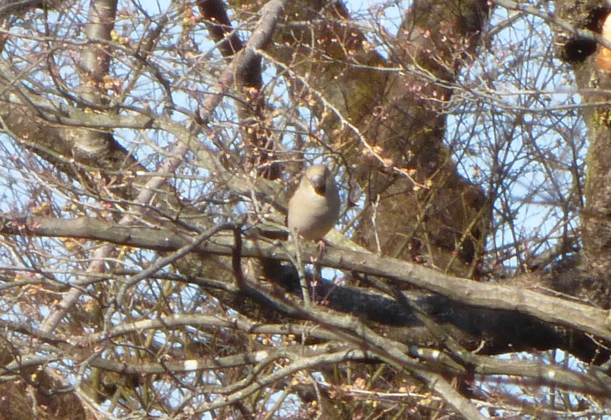 Hawfinch