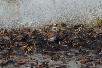 Dusky Thrush 沼田公園(群馬県) Sat, 4/2/2022