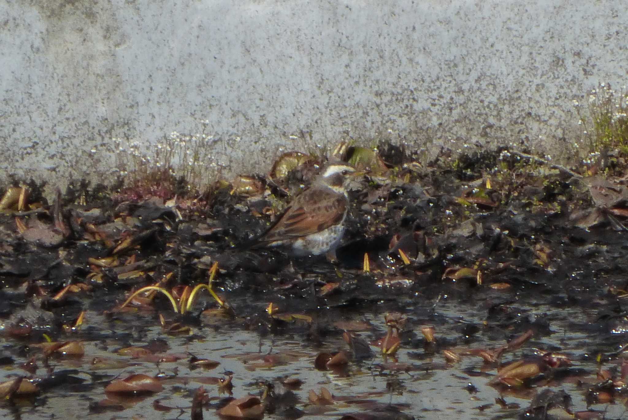 Dusky Thrush